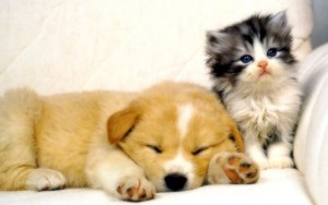 24614__cute-dog-and-sweet-kitten_p